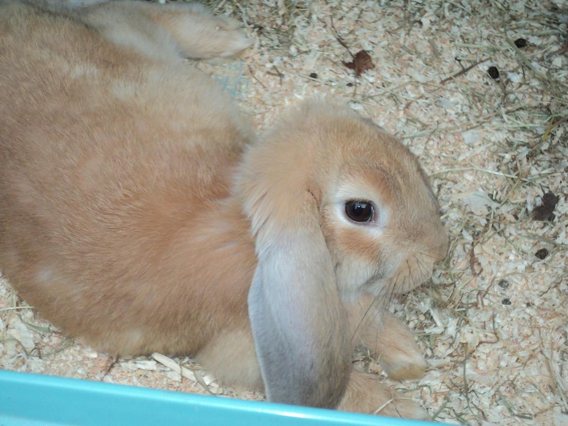 Kanin The Fire of Alanya billede 14