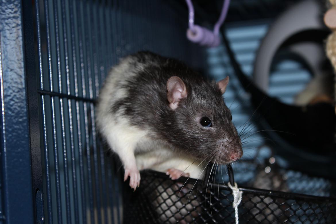 Tamrotte Gustav billede 7