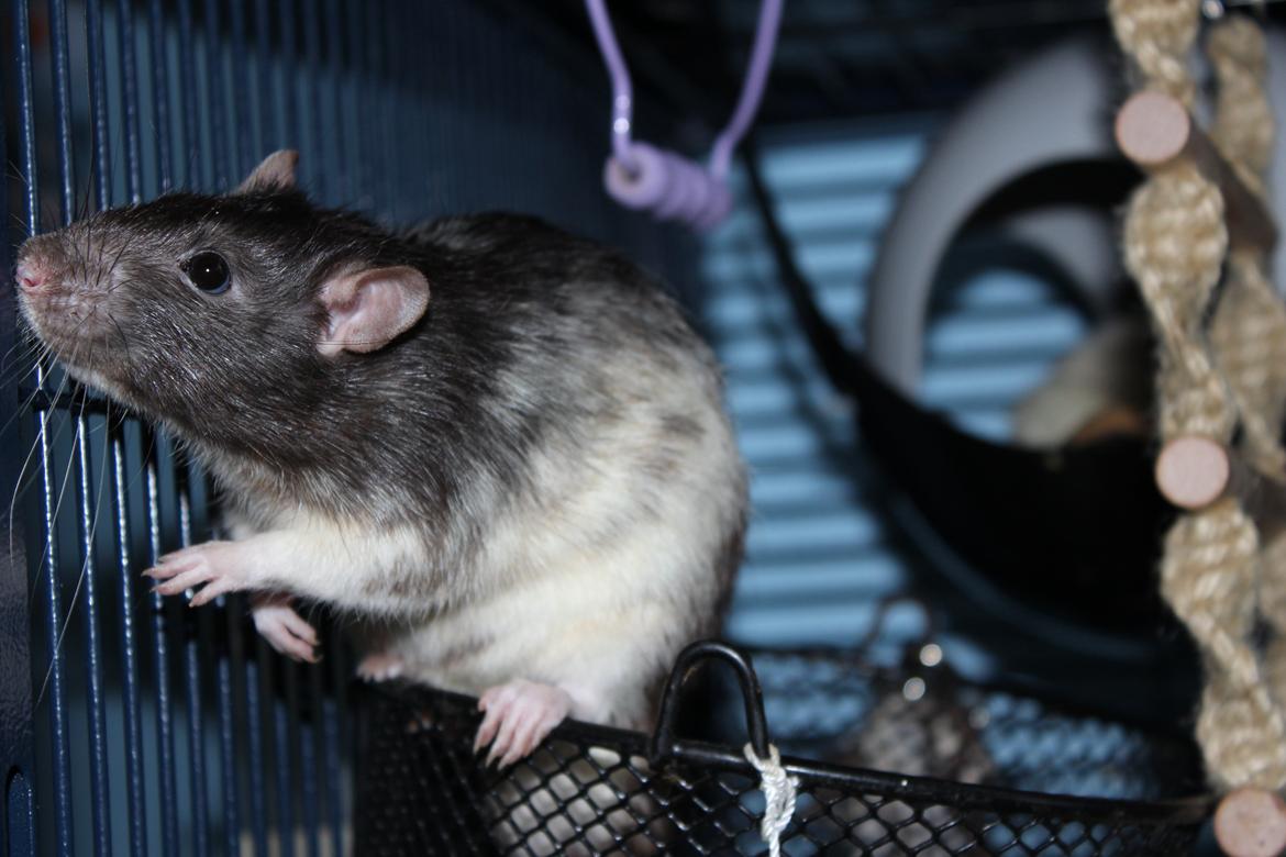 Tamrotte Gustav billede 8