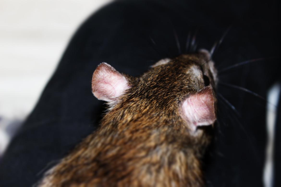 Tamrotte Gilbert billede 6