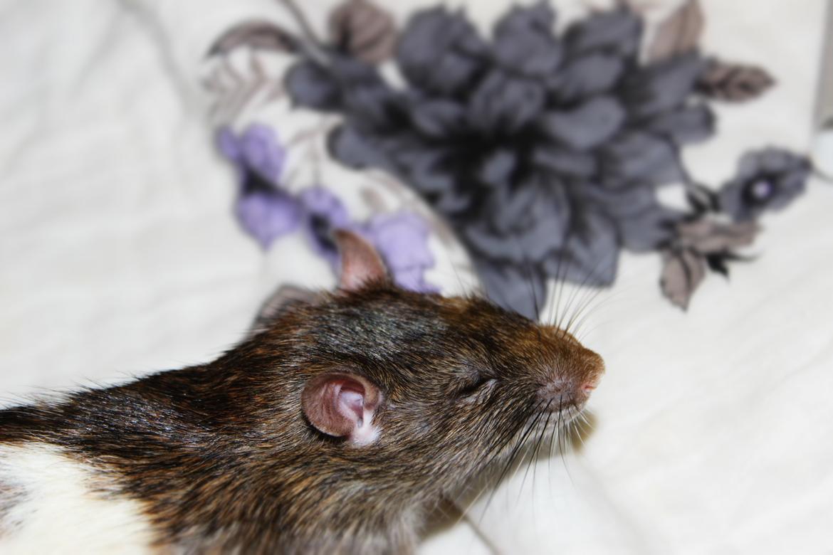 Tamrotte Gilbert - Har du morgenhår? Uf, vil ikke engang kigge! billede 7