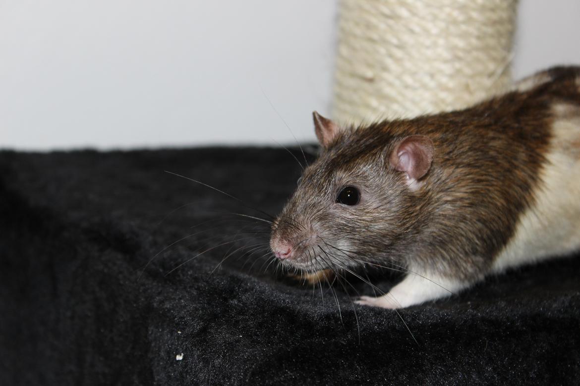 Tamrotte Gilbert billede 8