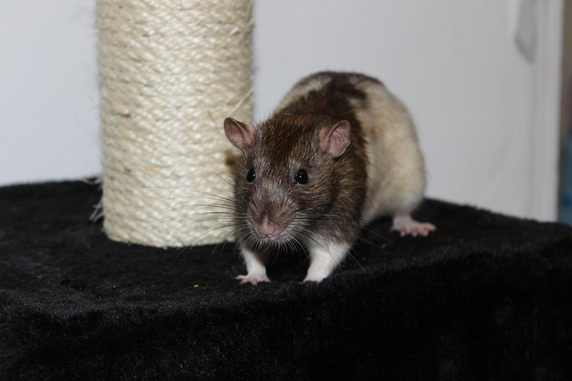 Tamrotte Gilbert billede 9