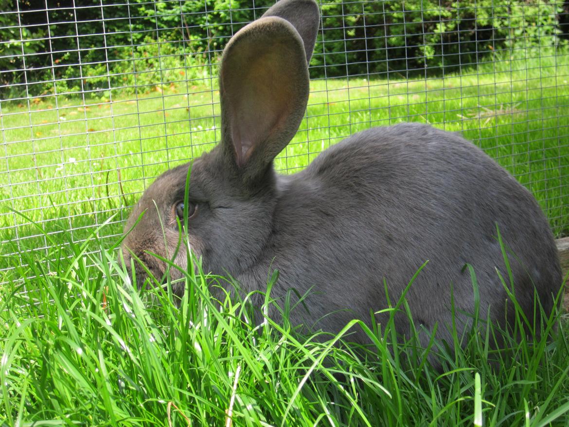 Kanin Solvej billede 2