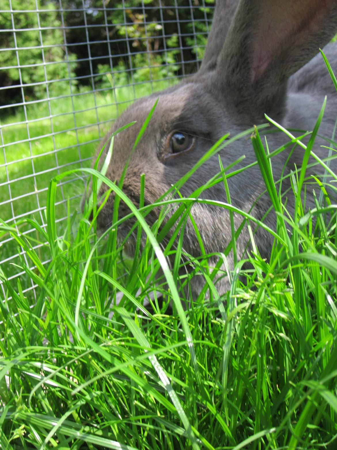 Kanin Solvej billede 3