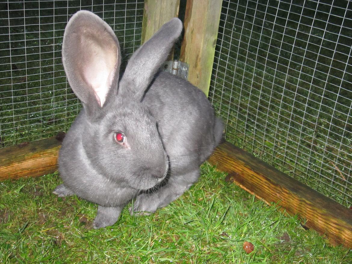 Kanin Solvej billede 5