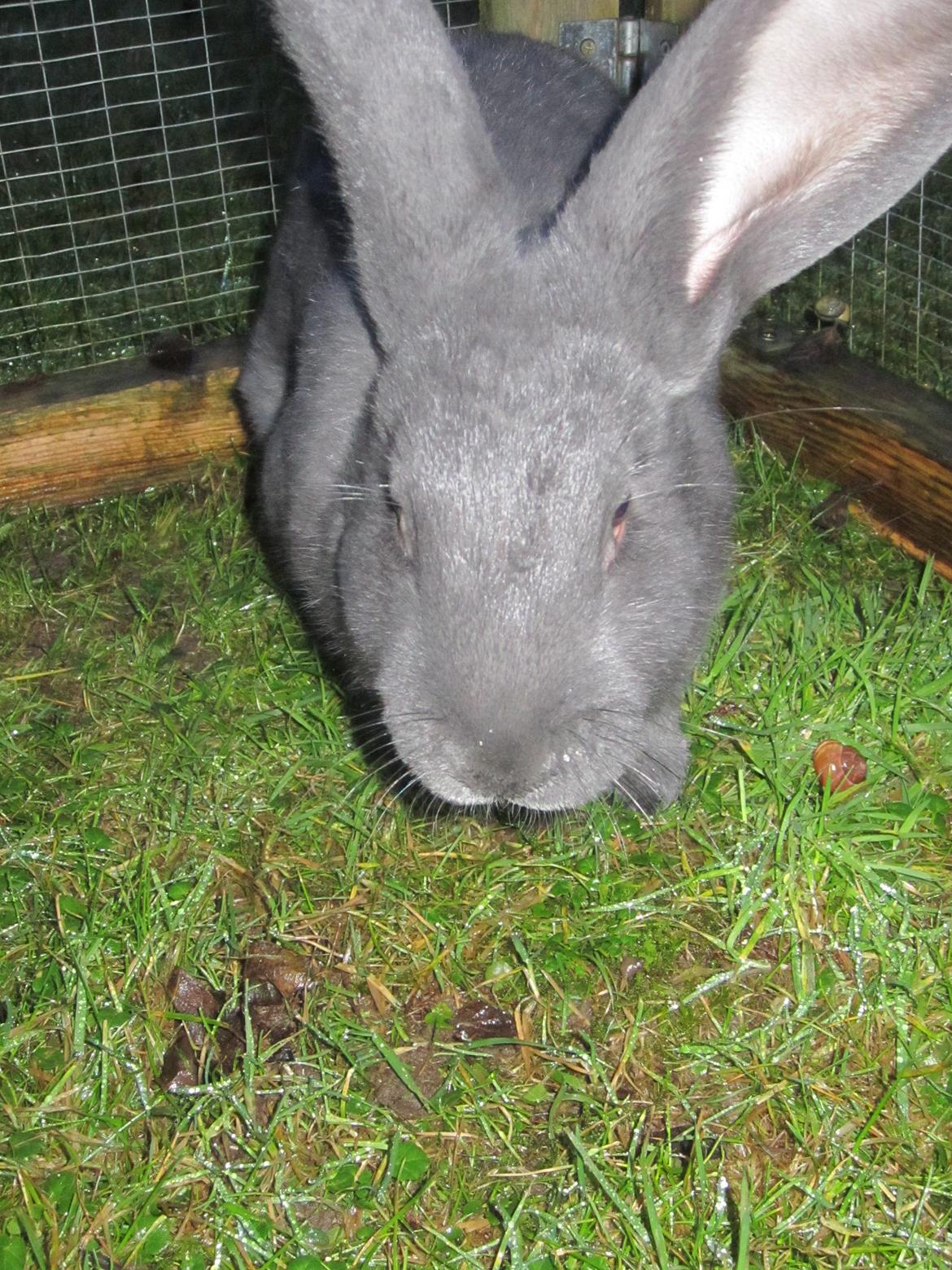 Kanin Solvej billede 6