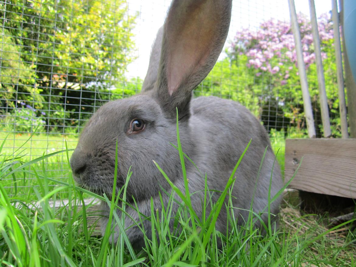 Kanin Solvej billede 7