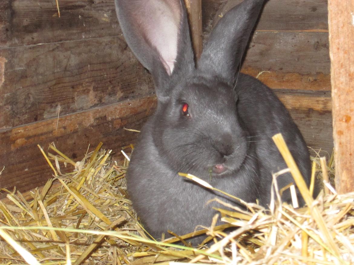 Kanin Solvej billede 8