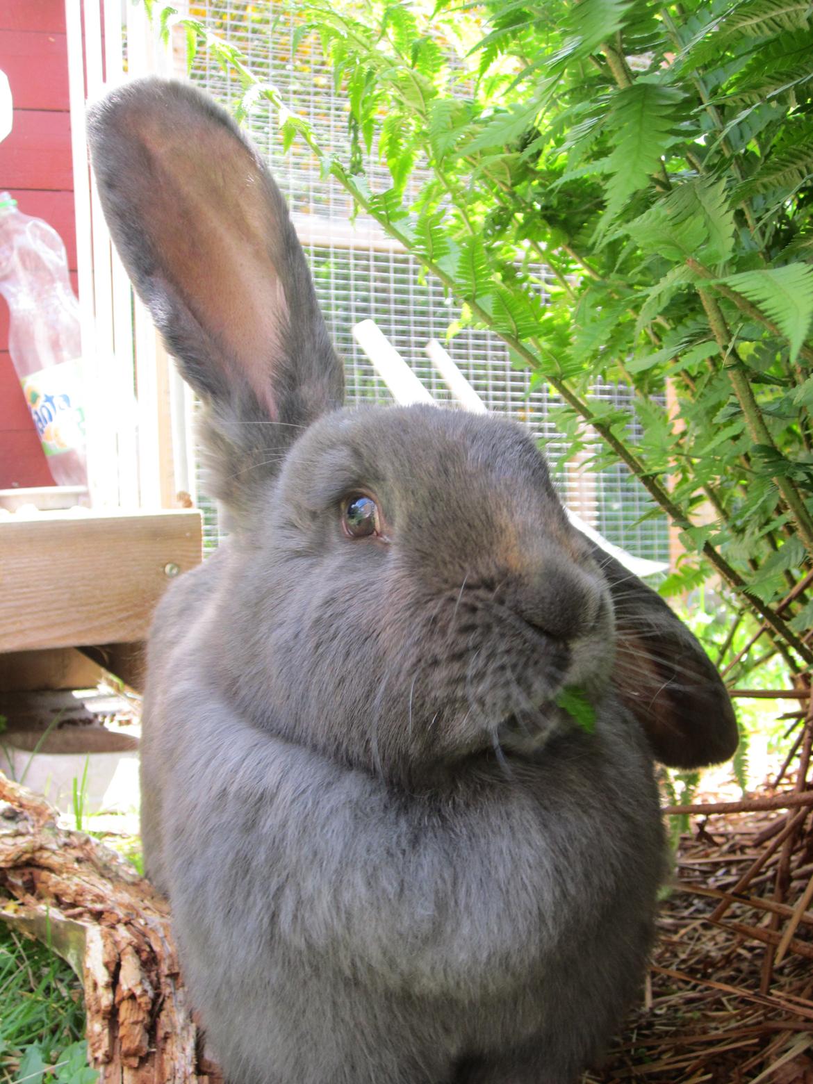 Kanin Martha billede 1