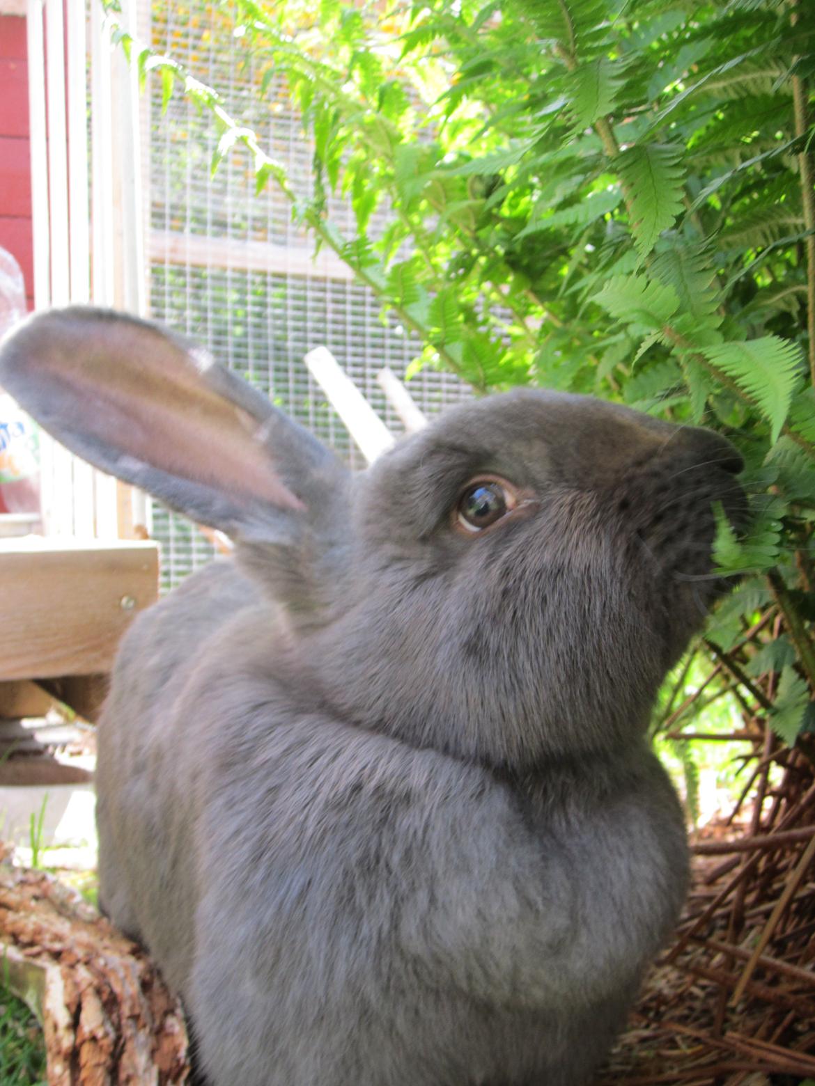 Kanin Martha billede 2