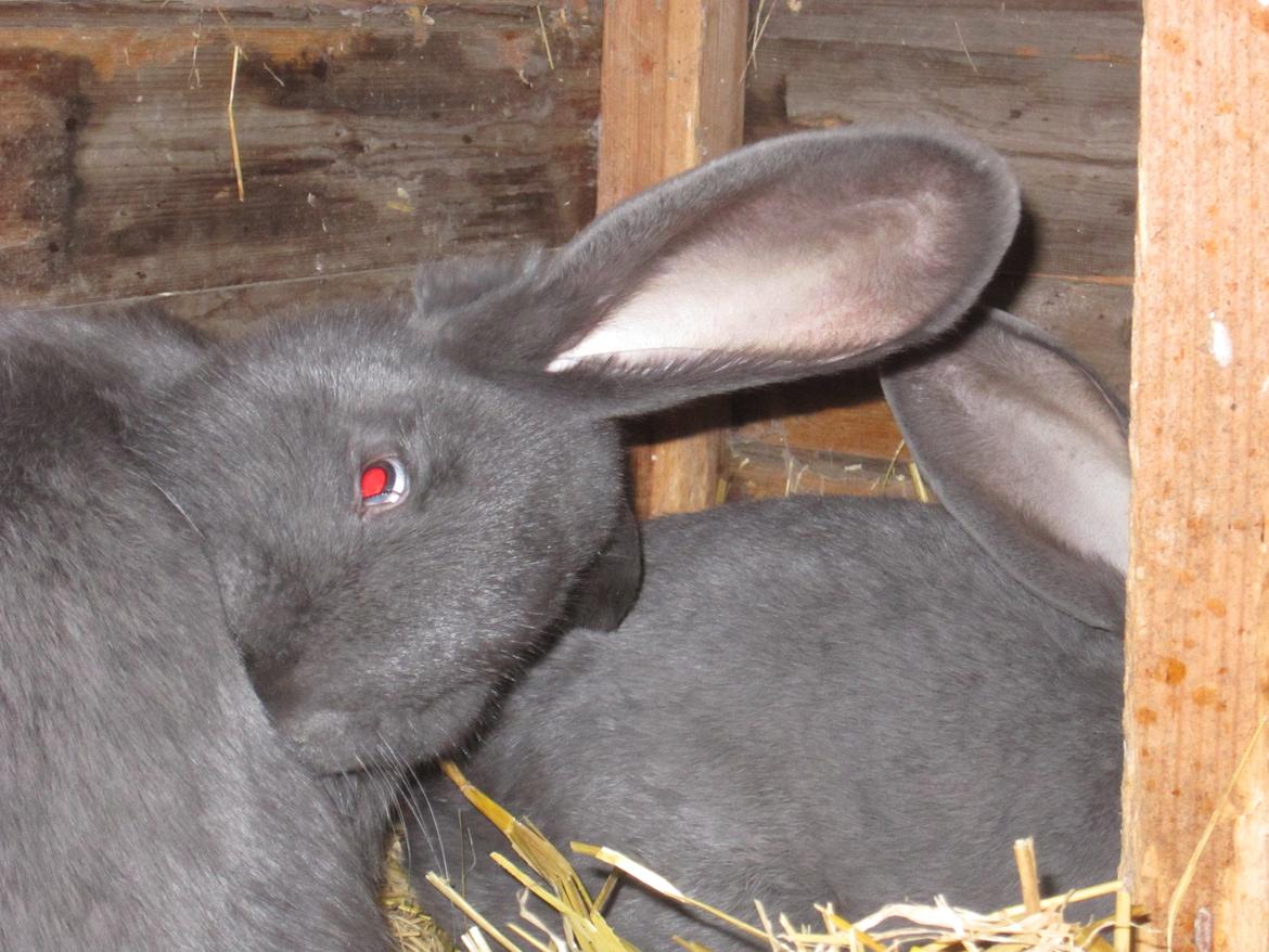 Kanin Martha billede 3