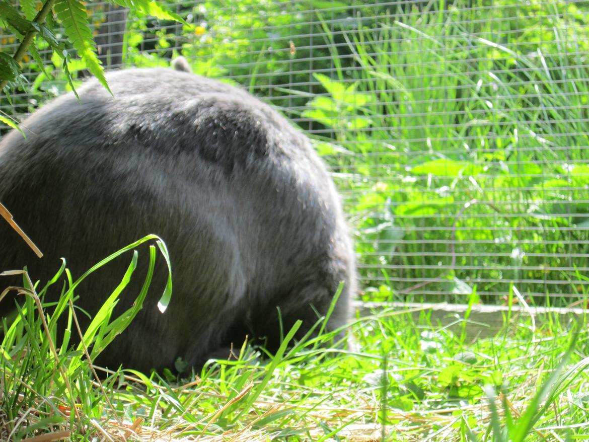 Kanin Martha billede 4