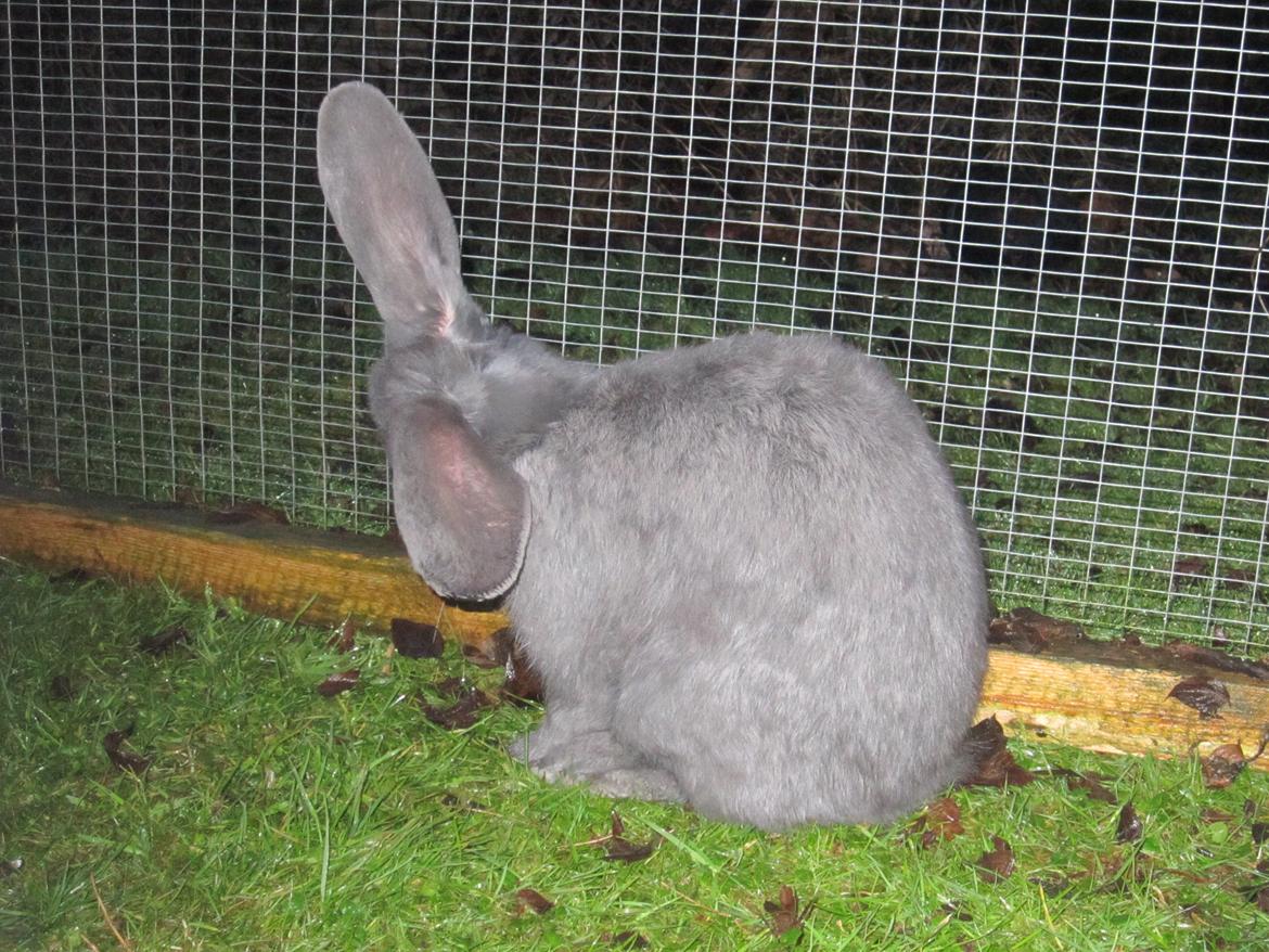 Kanin Martha billede 5