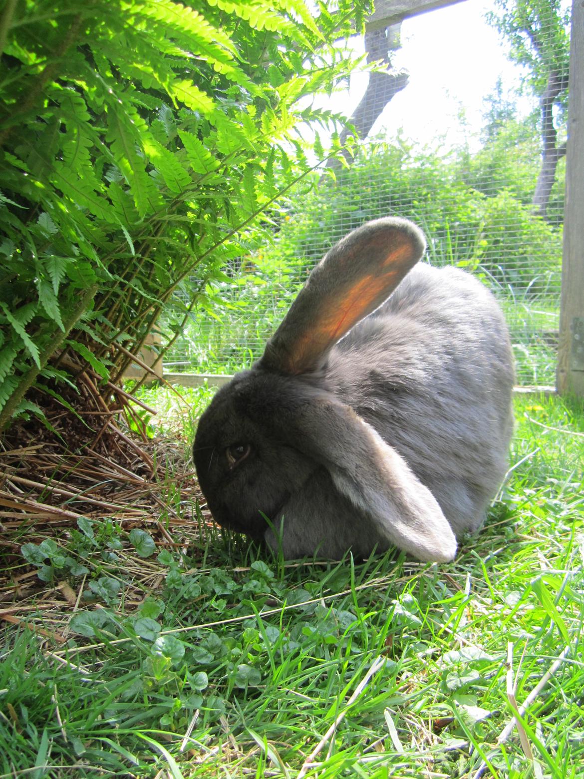 Kanin Martha billede 6