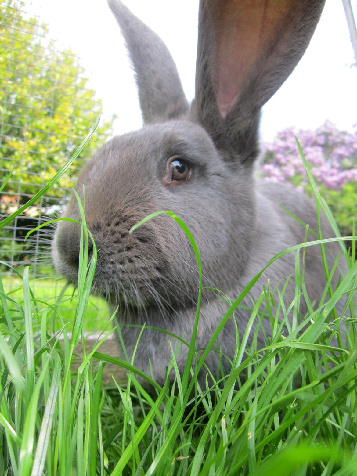 Kanin Solvej billede 1