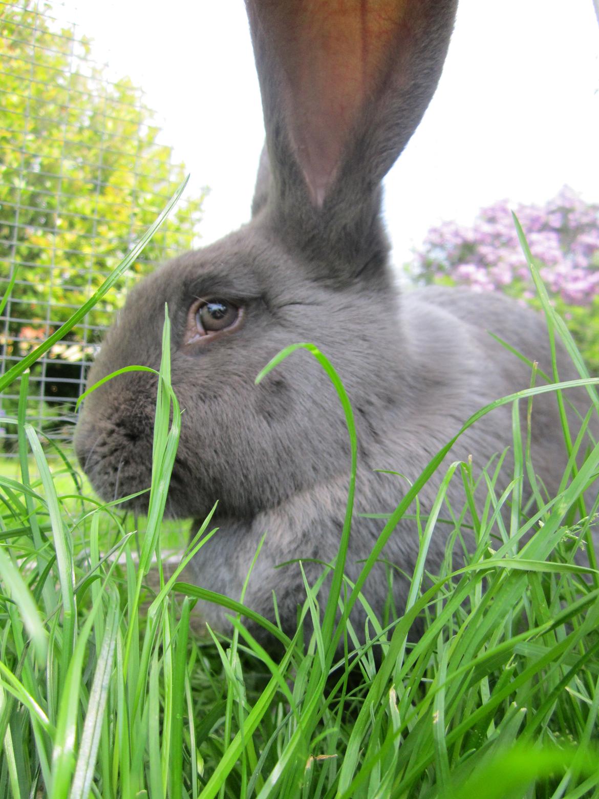 Kanin Solvej billede 9