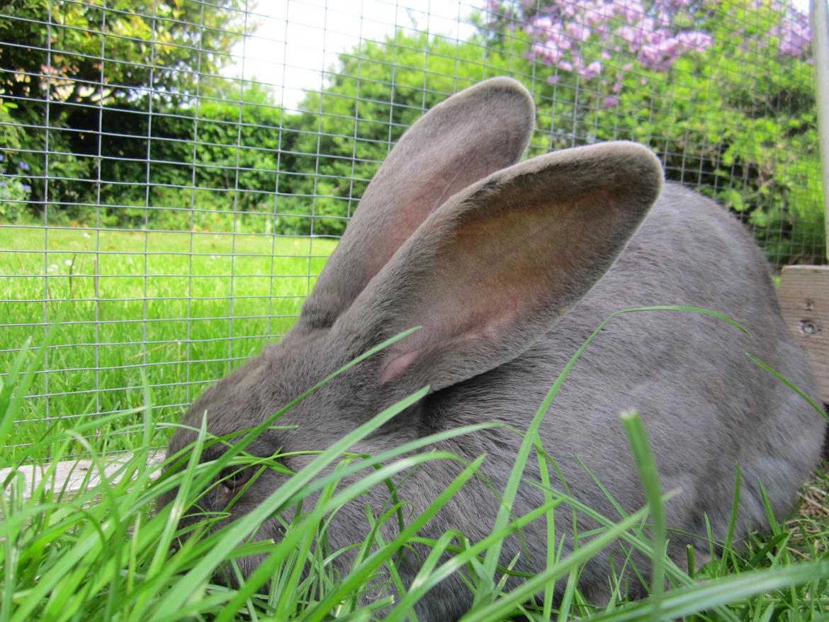 Kanin Solvej billede 10