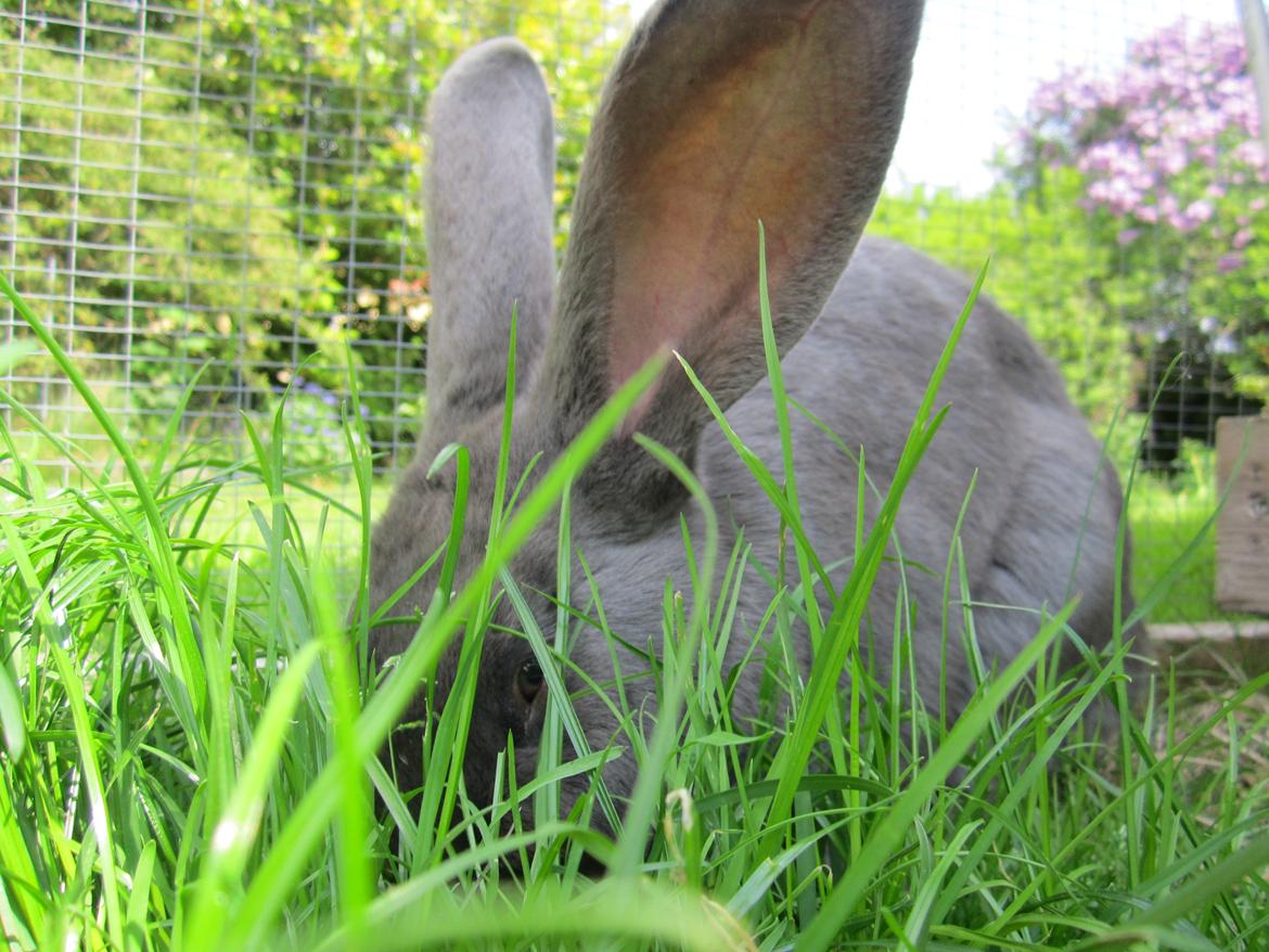 Kanin Solvej billede 11