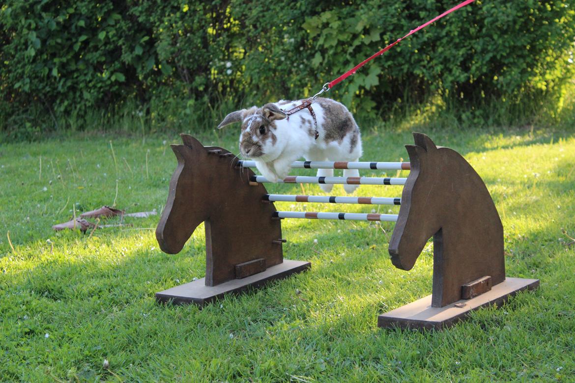 Kanin Kastaniegårds Kanina billede 4