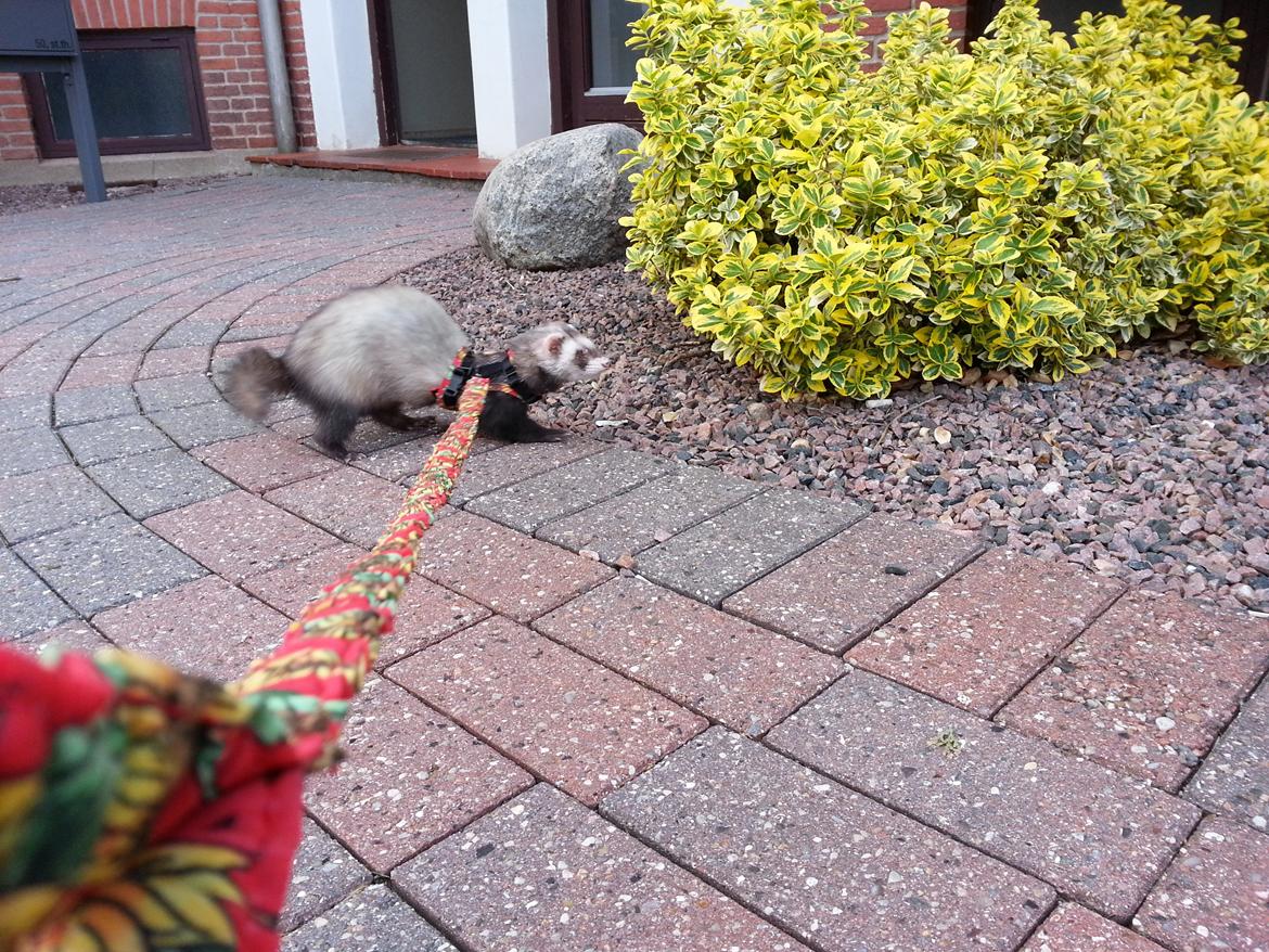 Ilder Batman billede 12