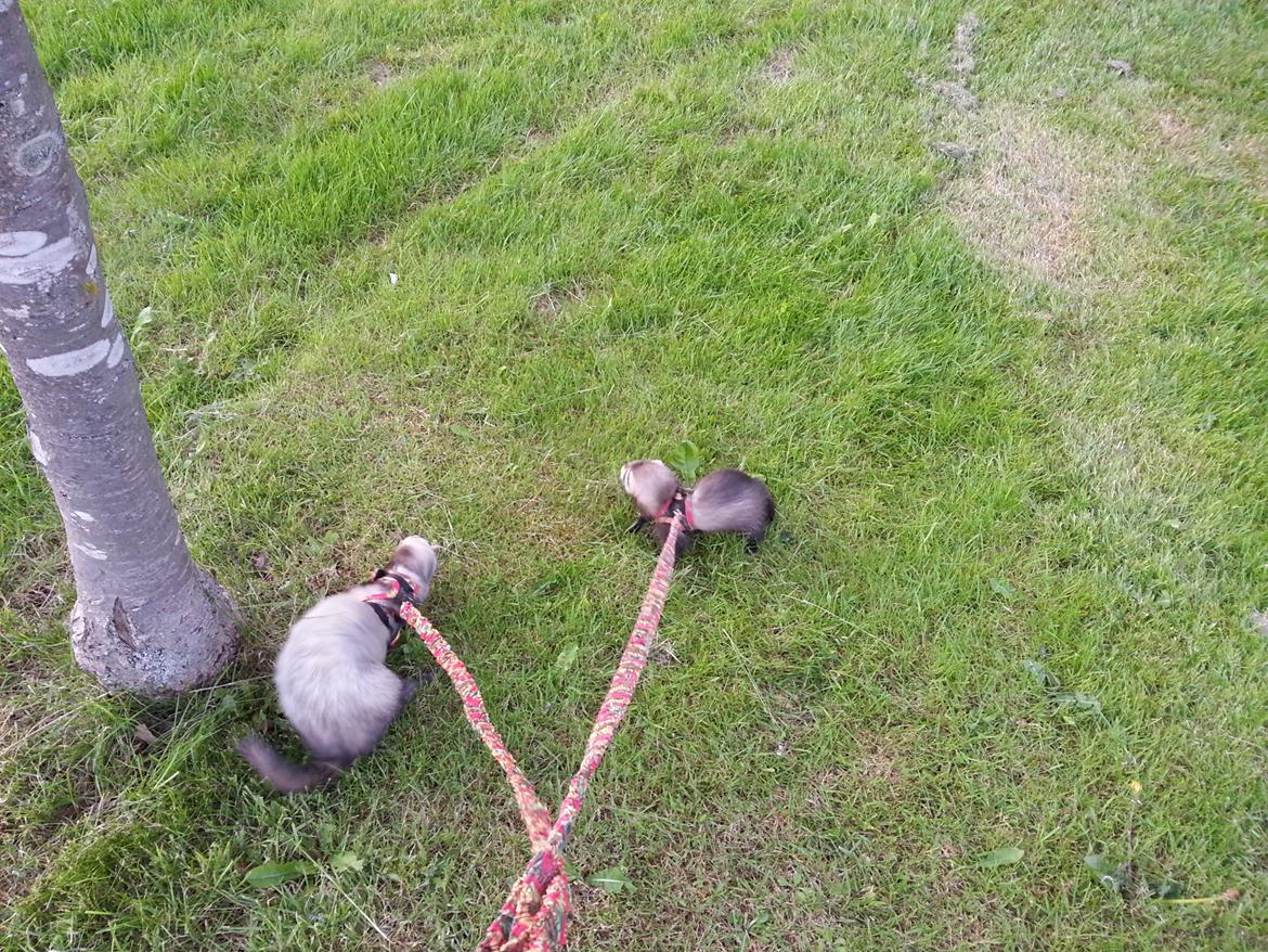 Ilder Batman billede 13