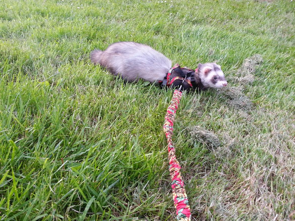 Ilder Batman billede 14