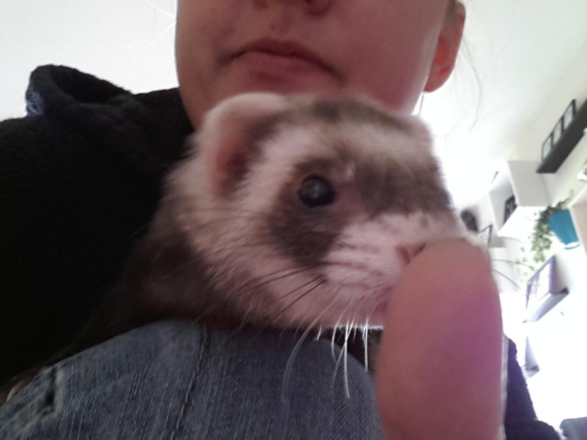 Ilder Batman billede 16