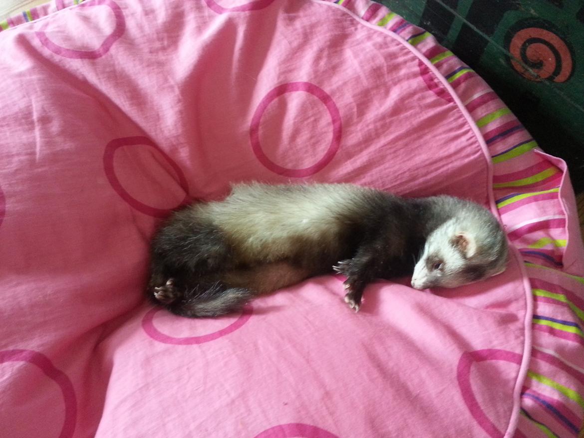 Ilder Batman billede 19