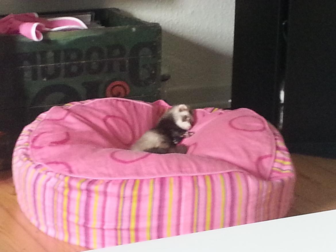 Ilder Batman billede 20