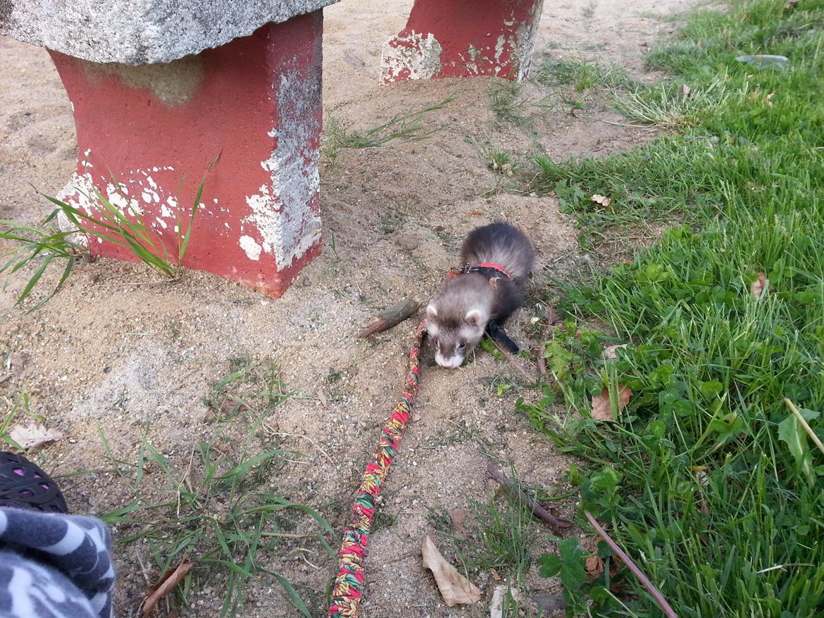 Ilder Tarzan billede 13