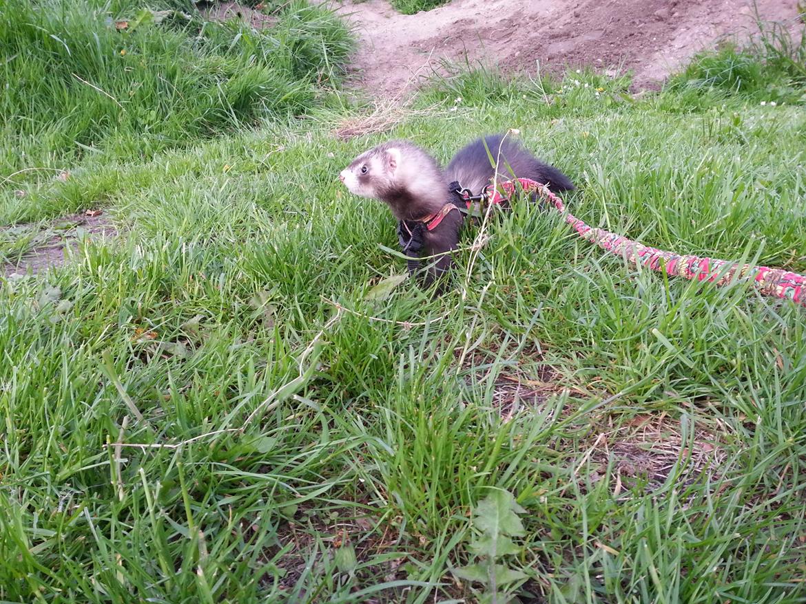 Ilder Tarzan billede 20