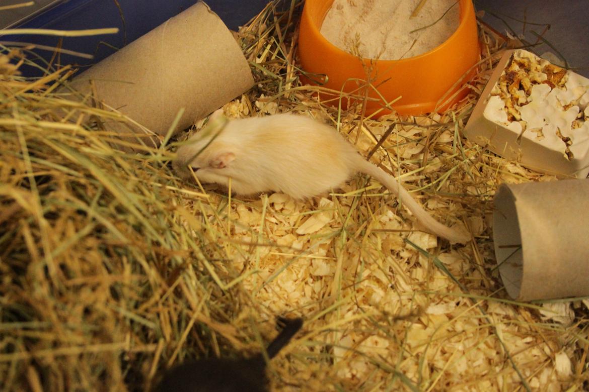 Ørkenrotte Tøssen solgt billede 3