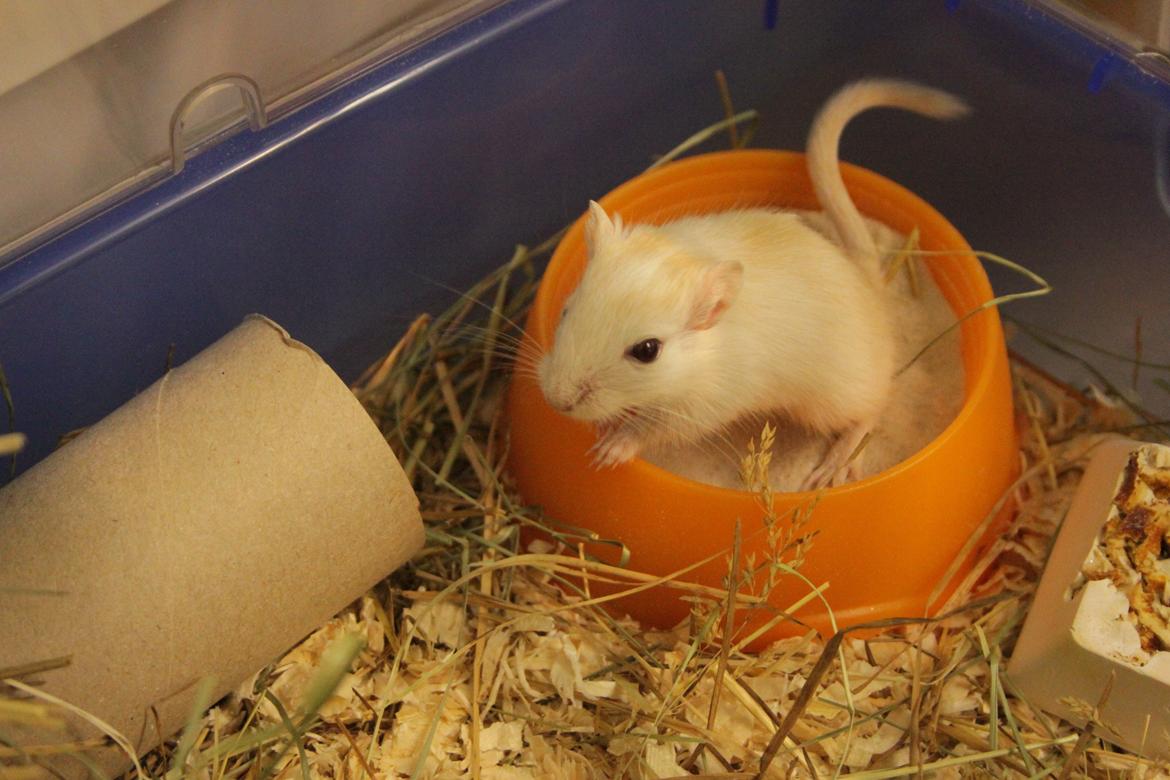 Ørkenrotte Tøssen solgt - Smukke pigen lige jeg fik hende hjem (; billede 2