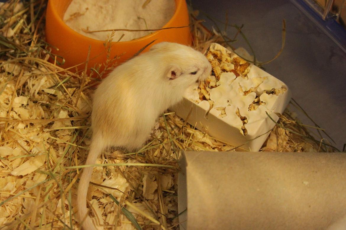 Ørkenrotte Tøssen solgt billede 4