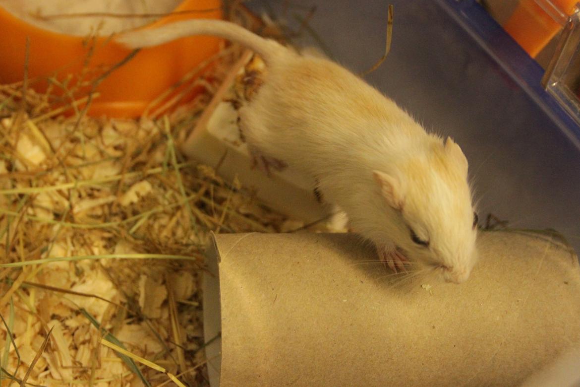 Ørkenrotte Tøssen solgt billede 5