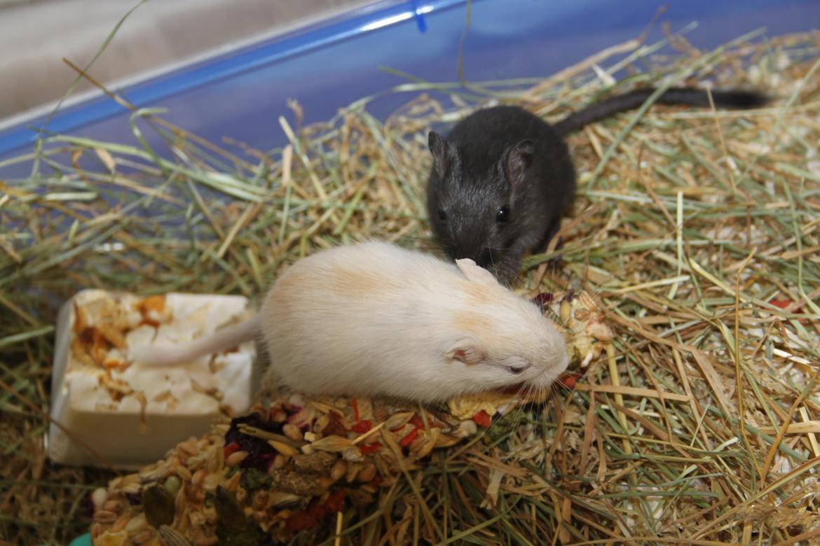 Ørkenrotte Tøssen solgt - Tøssen & Kæresten (; billede 6