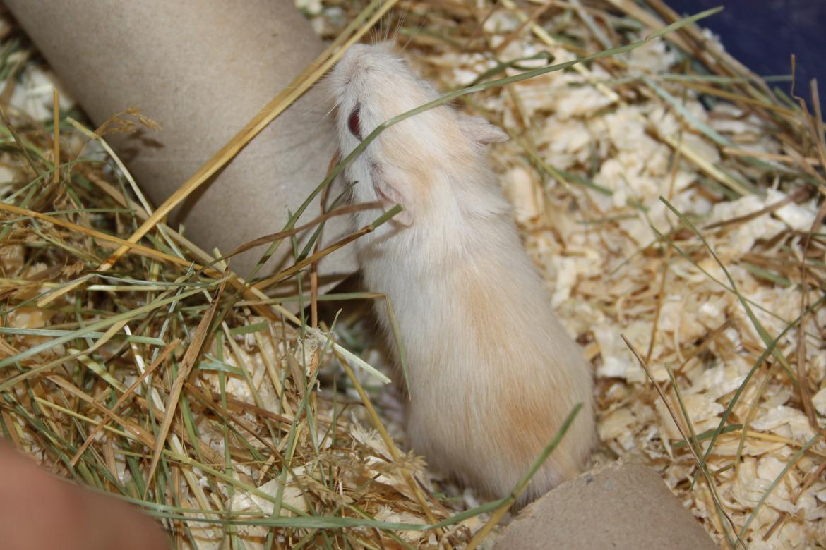 Ørkenrotte Tøssen solgt billede 7