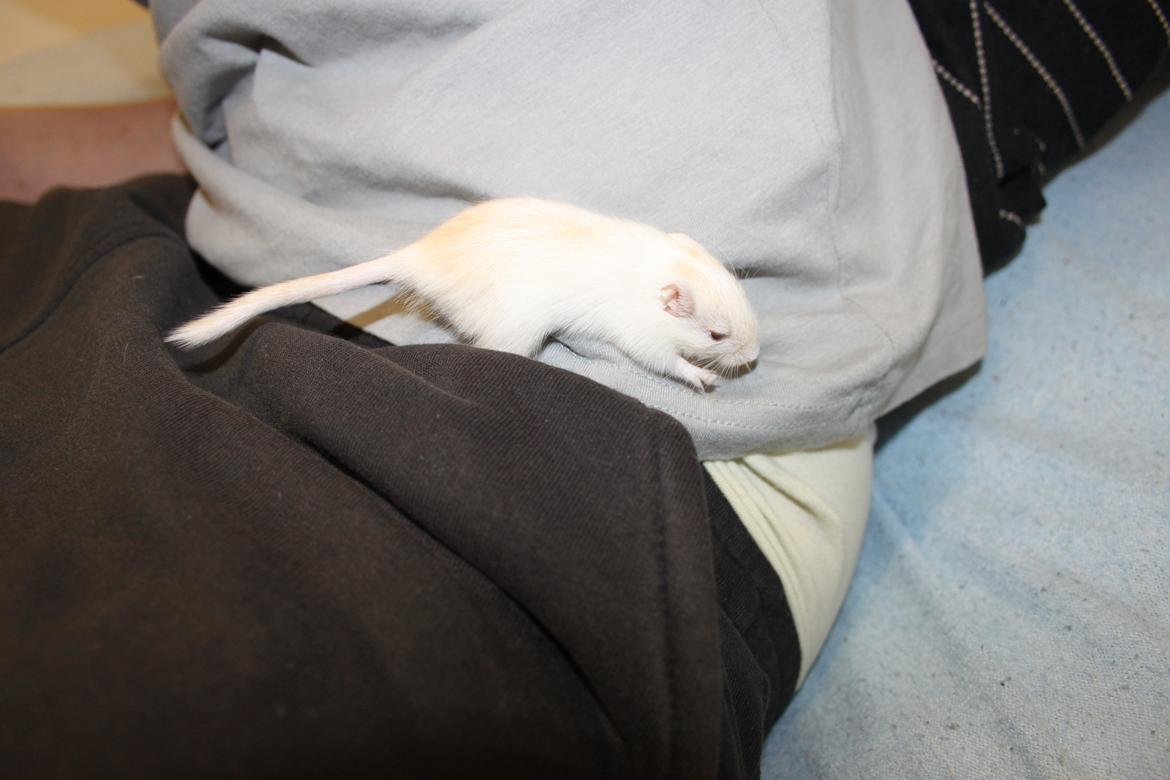 Ørkenrotte Tøssen solgt billede 8