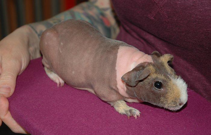 Marsvin Au Naturel's Elsker Dig For Evigt billede 1