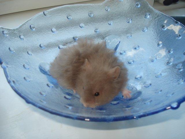 Hamster Tusse´s Houston billede 5