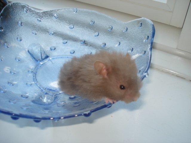 Hamster Tusse´s Houston billede 6