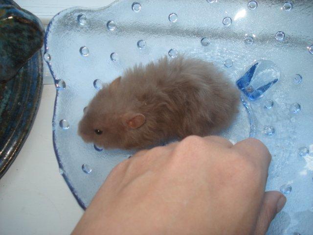 Hamster Tusse´s Houston billede 7