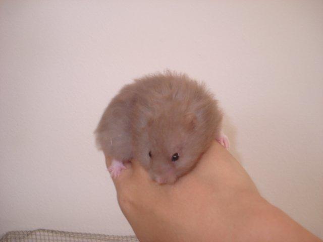 Hamster Tusse´s Houston billede 8