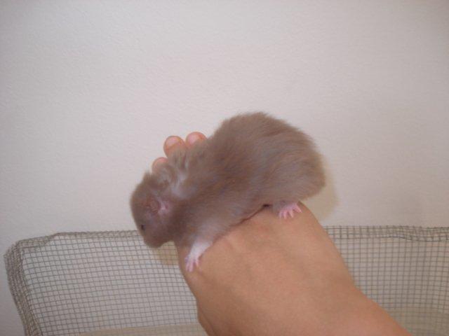 Hamster Tusse´s Houston billede 9