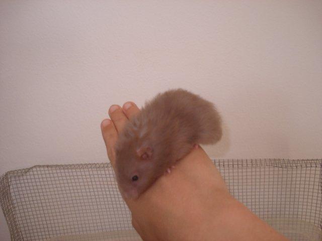 Hamster Tusse´s Houston billede 10