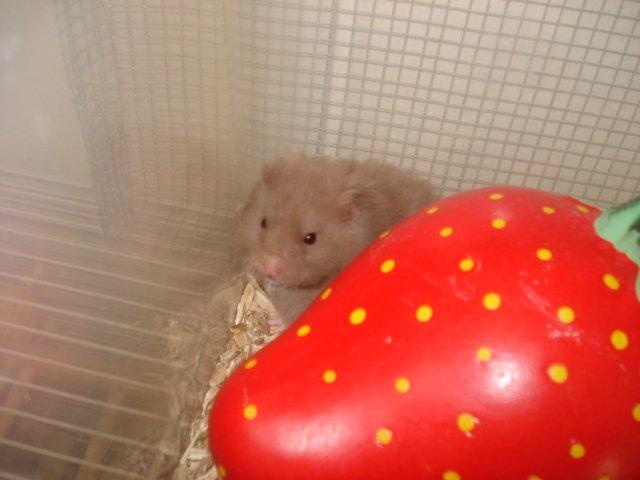 Hamster Tusse´s Houston billede 11