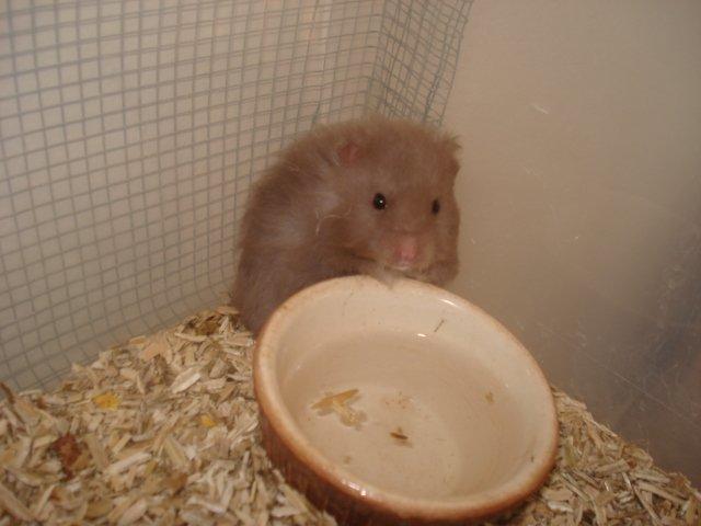 Hamster Tusse´s Houston billede 12