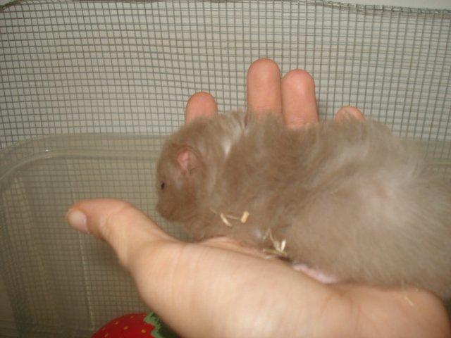 Hamster Tusse´s Houston billede 13