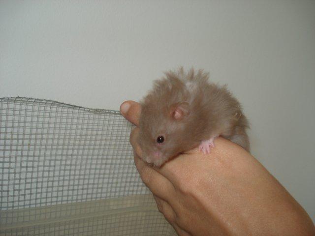 Hamster Tusse´s Houston billede 14